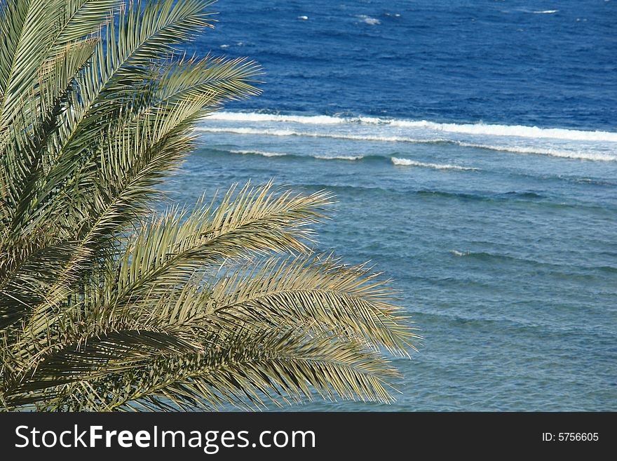 Light green palm leaves mooving by the wind on the background of the sea. Light green palm leaves mooving by the wind on the background of the sea