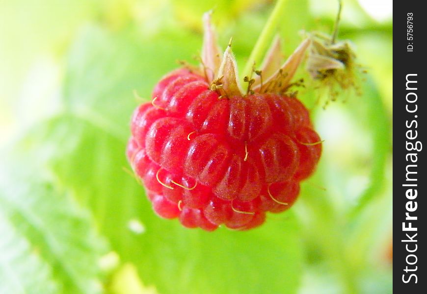 A single ripe red raspberry