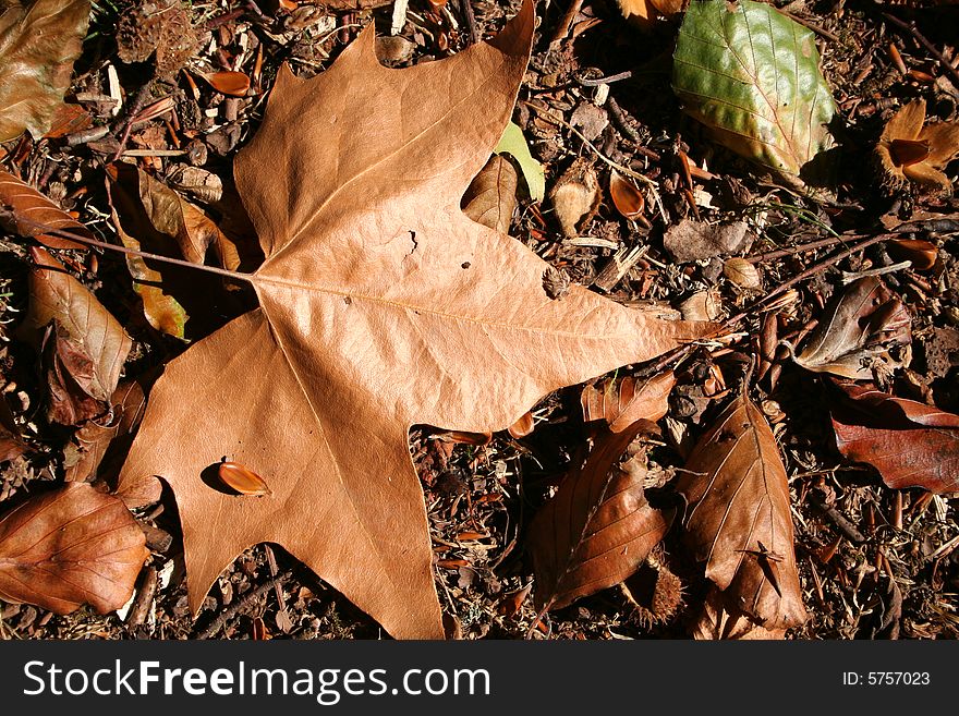 Image of forest floor showing beauty of autumn leaves. Image of forest floor showing beauty of autumn leaves