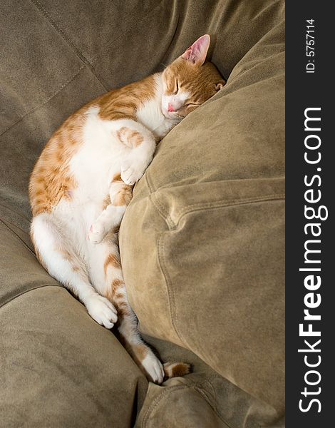 Ginger cat lying on a cushion