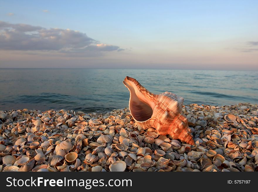 Seashell on the sea coast lighting evening sunlight