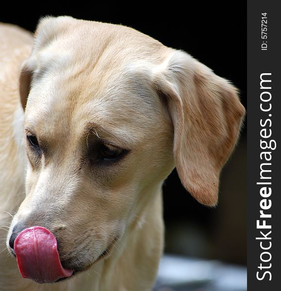 Shot of a yellow labrador puppy licking her nose