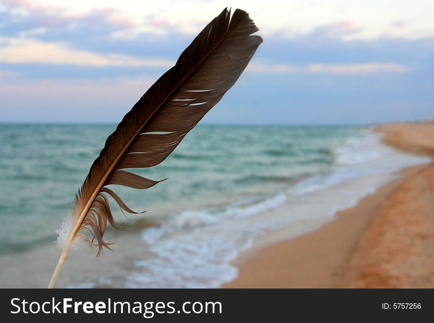 Feather On The Sea Coast