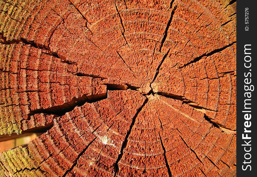 Sunlit reddish cross-section of a tree-trunk