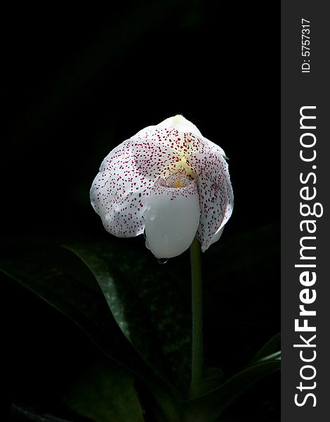 White orchid Ladyâ€™s Slipper with black background.