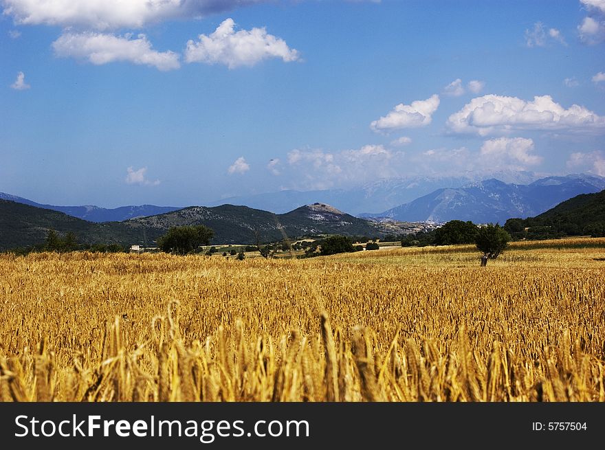 Wheat field under a blue sky with mountains landscape at the back. Wheat field under a blue sky with mountains landscape at the back