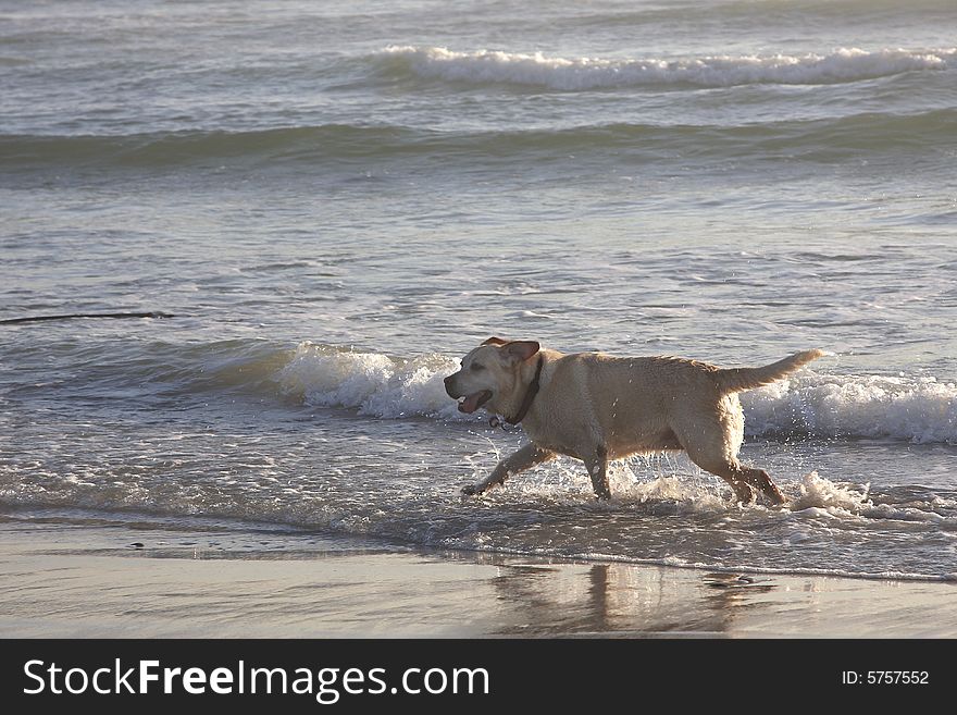 Dog playing in the shallow water in the sea