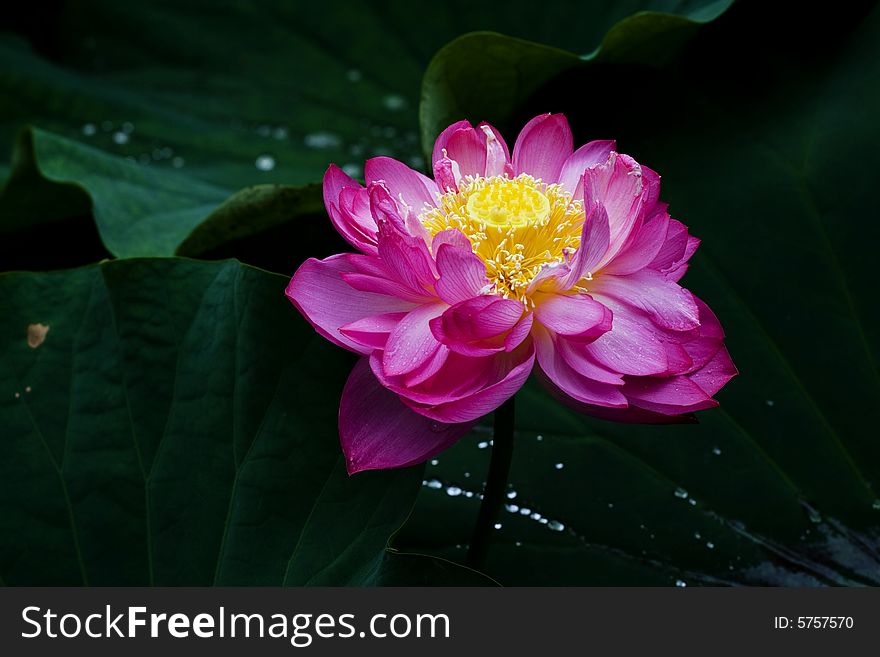 The lotus flowers in the morning after rain