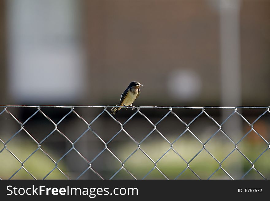 Bird perching on a steel fence
