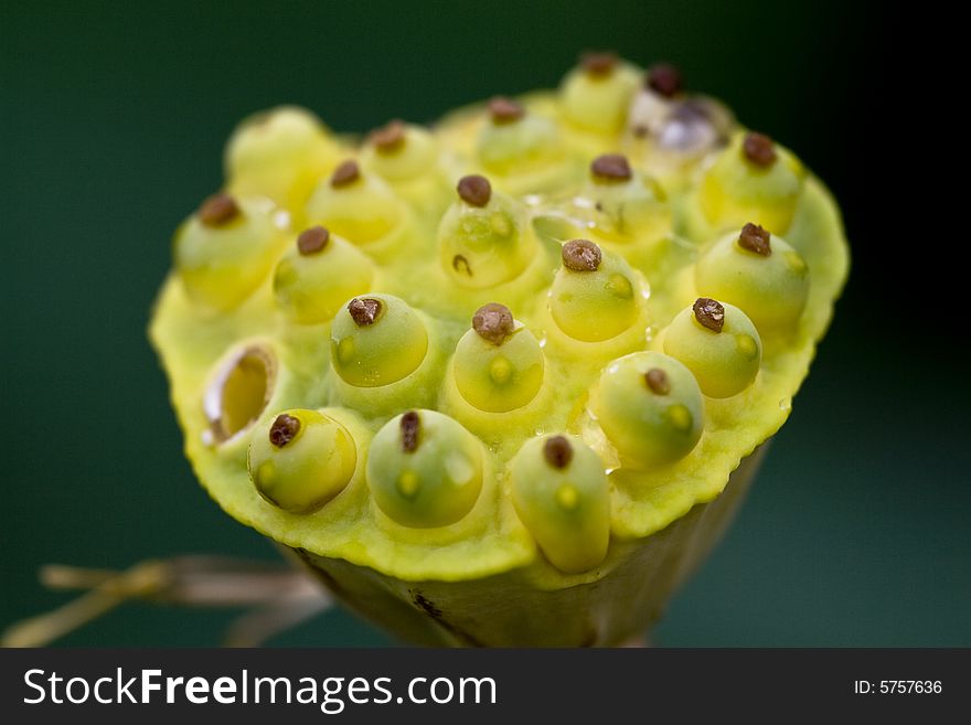 Open LOTUS BLOSSOM,Lotus seeds