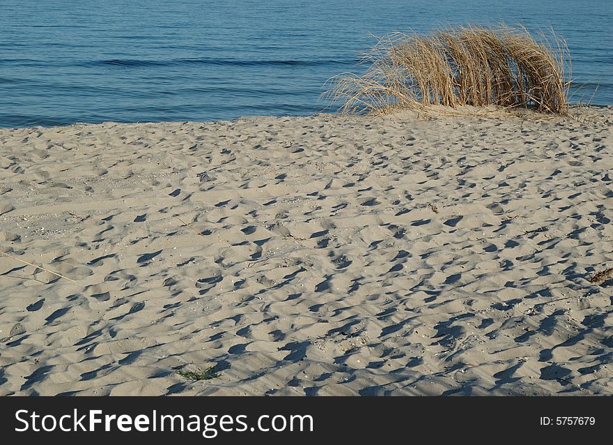 Sand,bush and sea early in the morning