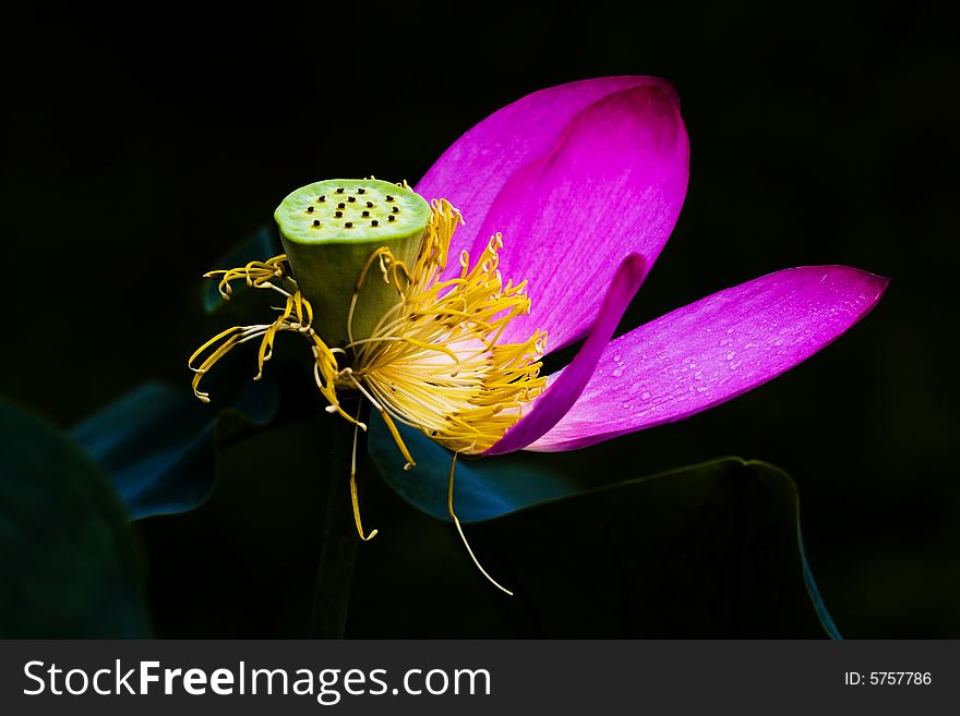 Lotus Blossom