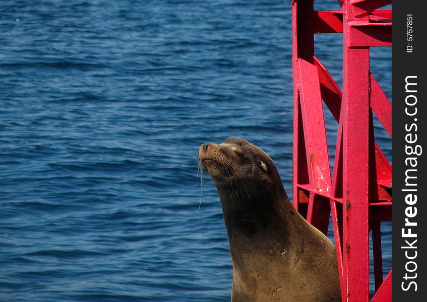 Harbor seals on a channel marker buoy off Dana Point California. Harbor seals on a channel marker buoy off Dana Point California