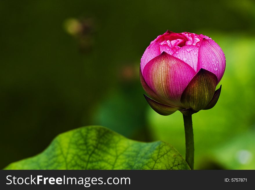 The lotus flowers in the morning after rain. The lotus flowers in the morning after rain