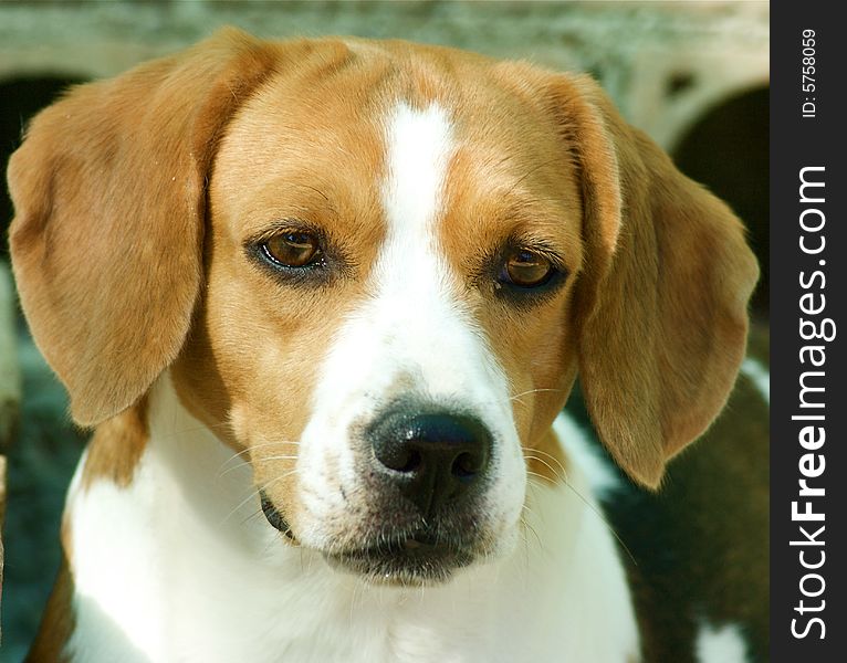 Head shot of adorable beagle