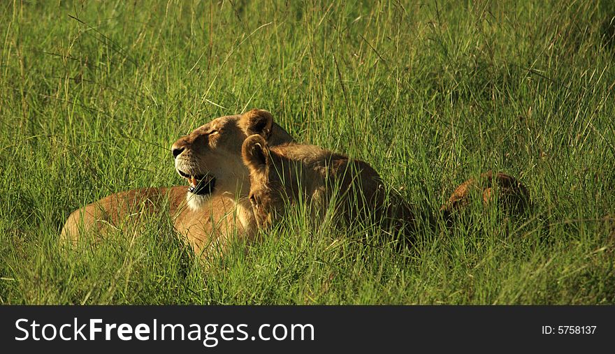 Lioness And Her Cubs In The Grass