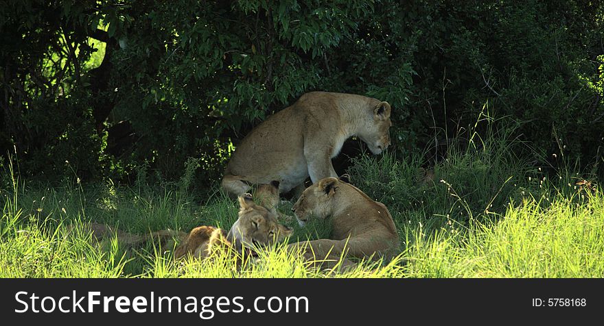 Lions sheltering from the midday sun