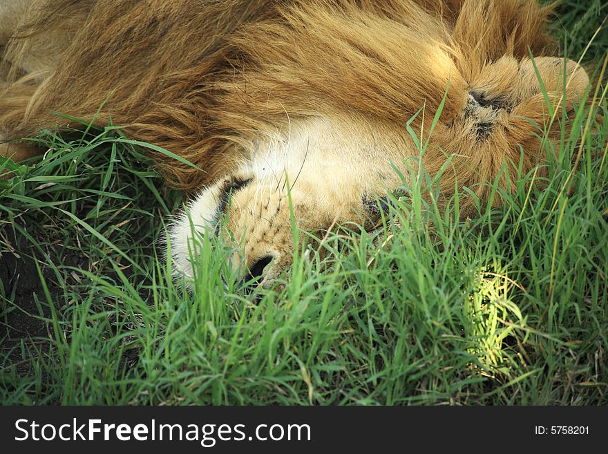 A sleeping lion in the grass in Kenya Africa