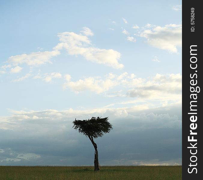 Single Acacia tree in Kenya Africa