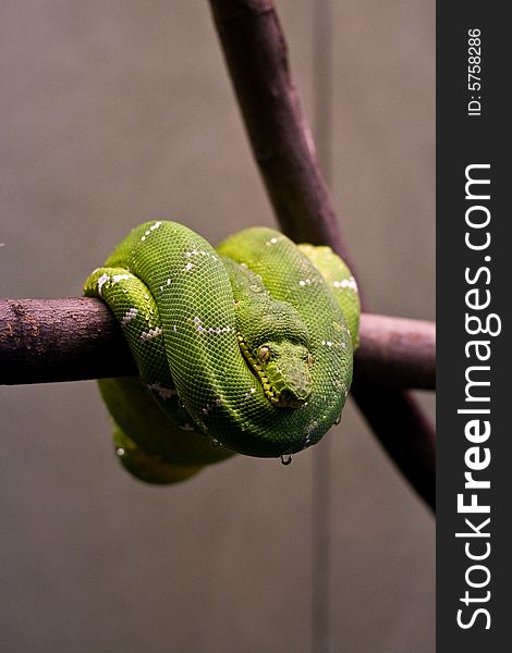 Striking green snake coiled up on a branch. Striking green snake coiled up on a branch