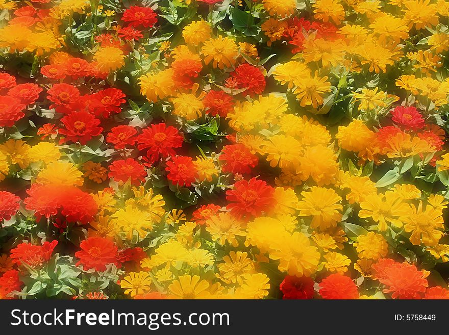 Yellow and orange group of flowers