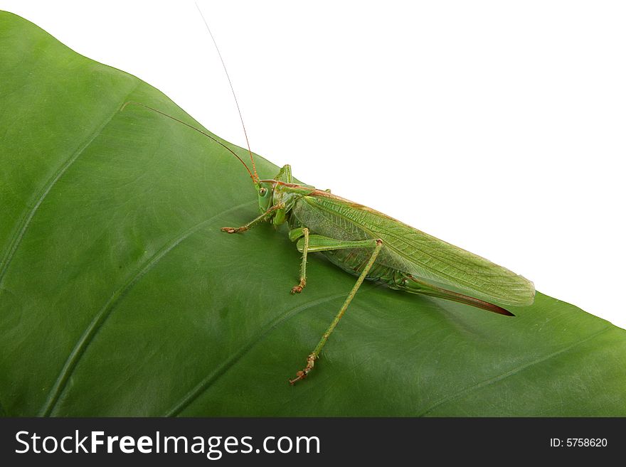 The grasshopper on a green leaf is isolated