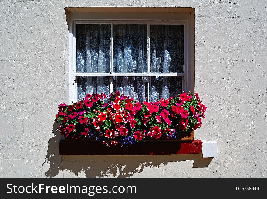 Window in a white wall with lots of multicolor flowers. Window in a white wall with lots of multicolor flowers