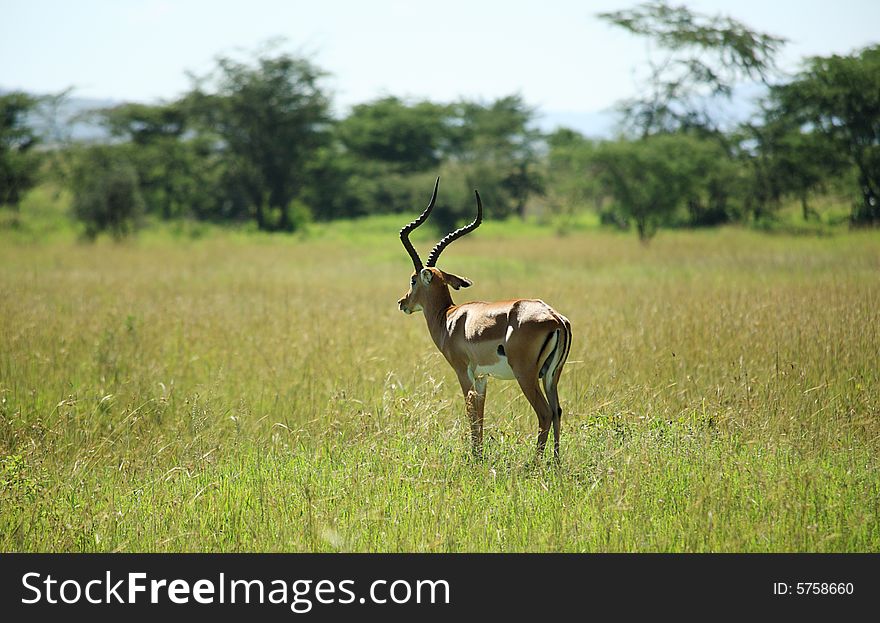 Single impala stood in the grass in Kenya Africa