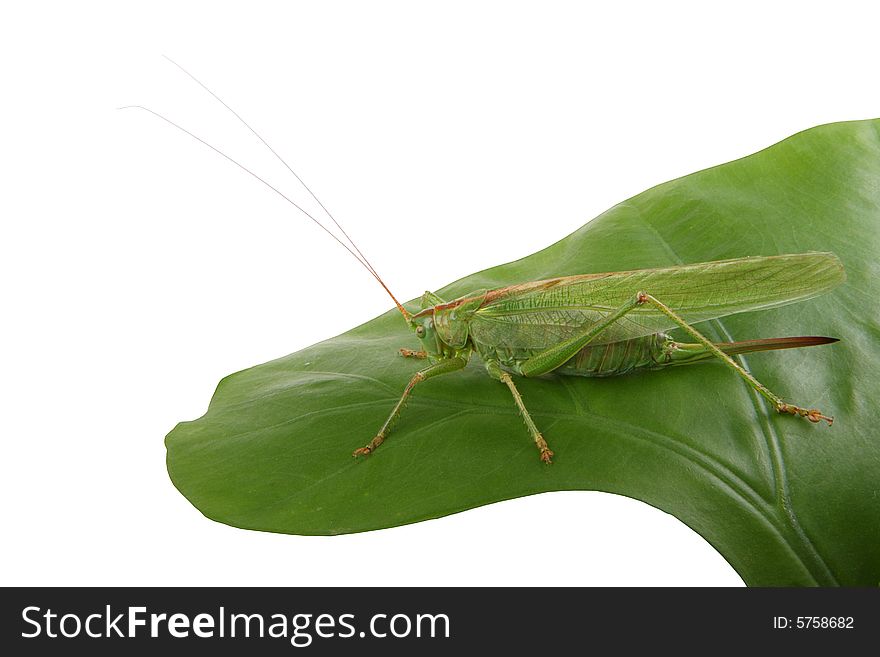 The grasshopper on a green leaf is isolated