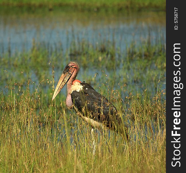 Single Marabou stork stood in the reeds in Kenya Africa