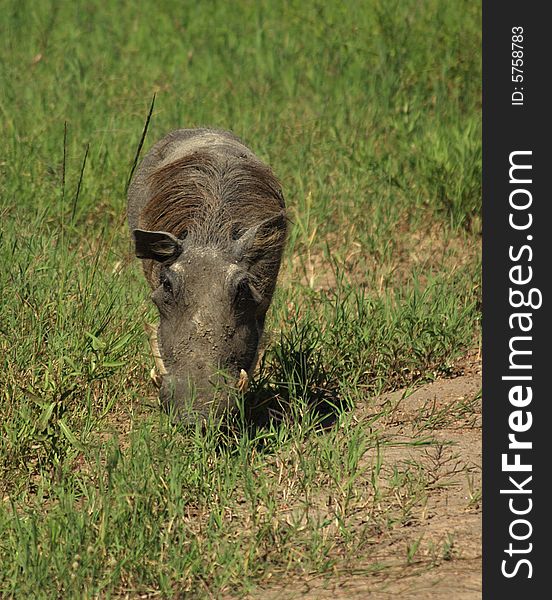A grazing warthog in Kenya Africa