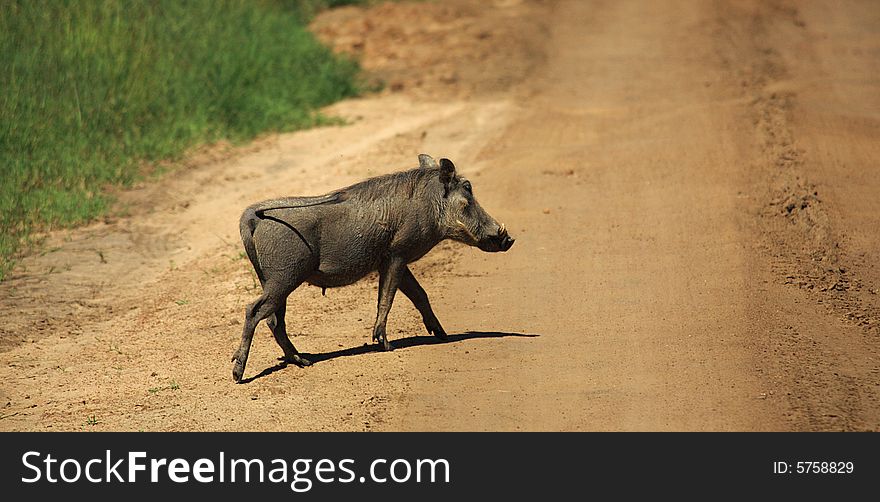 Warthog crossing a dirt track in Kenya Africa. Warthog crossing a dirt track in Kenya Africa