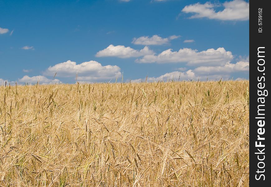 Landscape with wheat field and blue sky background in the summer