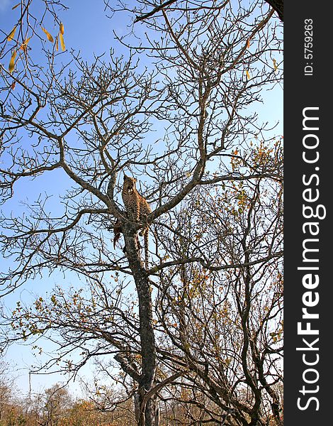 Leopard in a tree with kill in Sabi Sands Reserve