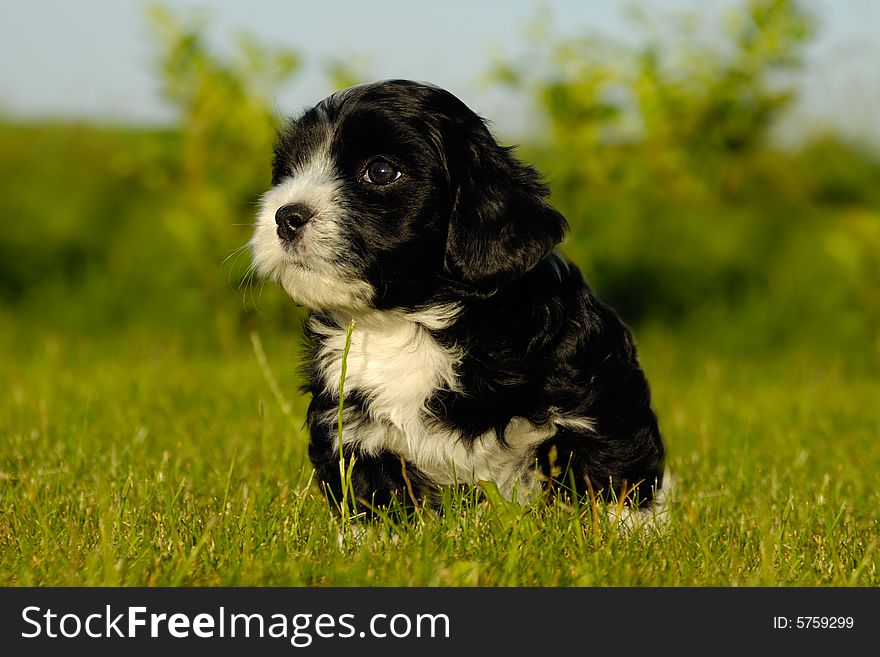 A black Bichon Havanaise puppy is sitting in green grass. A black Bichon Havanaise puppy is sitting in green grass