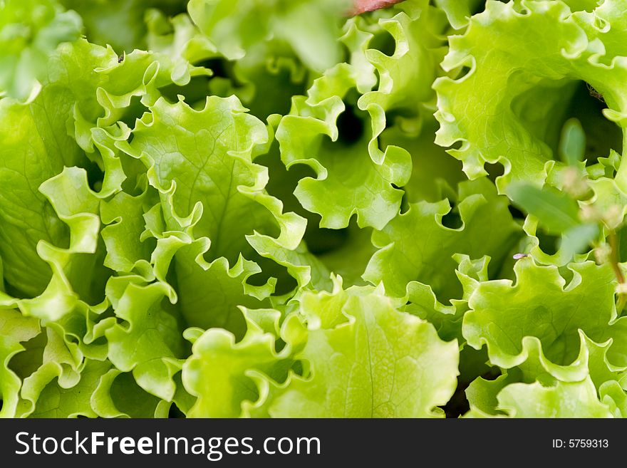 Fresh green lettuce close up