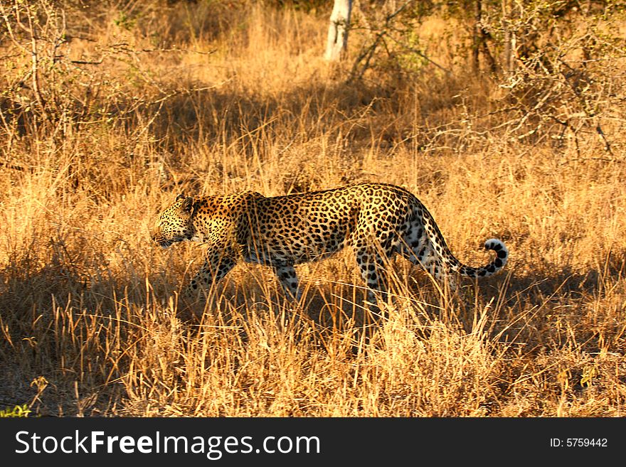 Leopard in the Sabi Sands Reserve