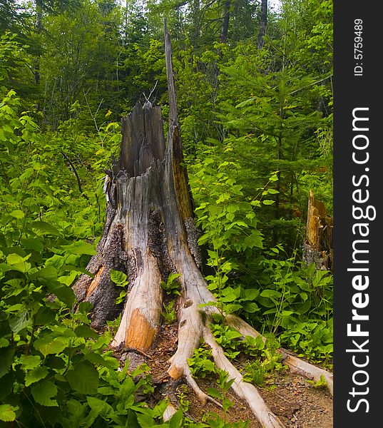 Stump In Green Forest