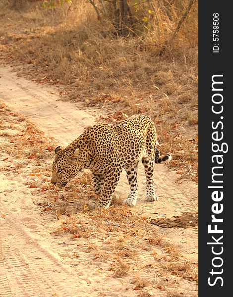 Leopard in the Sabi Sands