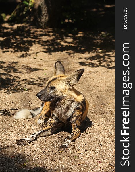 Photo of a African Wild (painted) dog