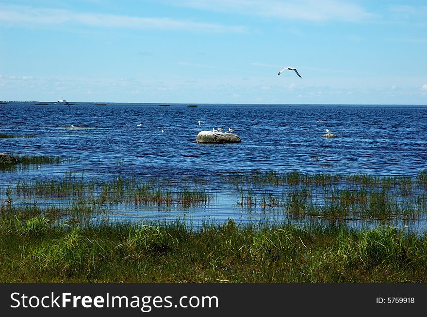 View of the lakebank with flying gulls in north Russia. View of the lakebank with flying gulls in north Russia