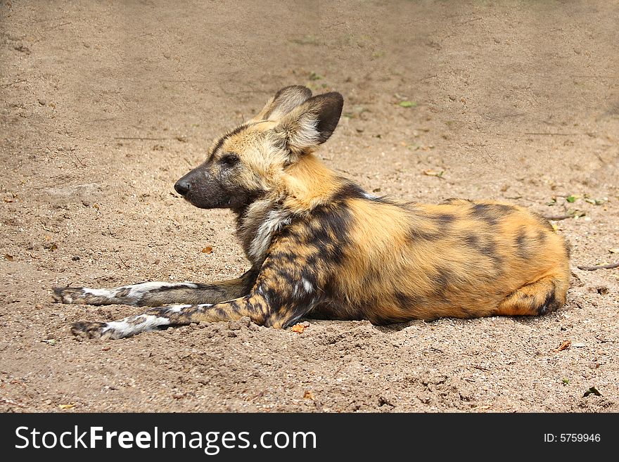 Photo of a African Wild (painted Dog). Photo of a African Wild (painted Dog)