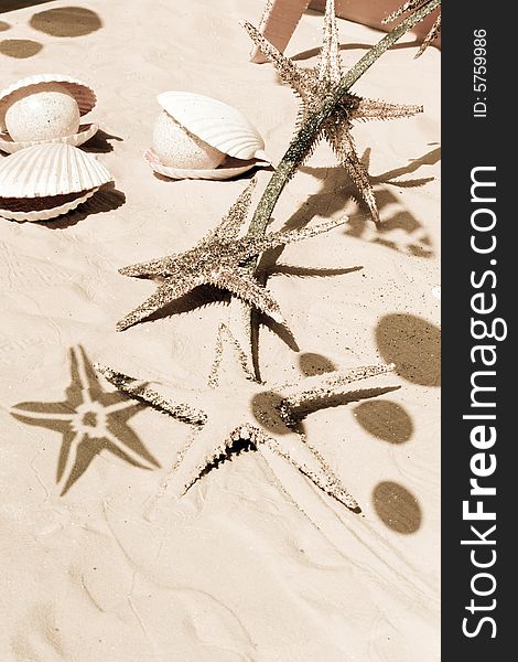 Sparkling starfishes, shells and marine animal shadows on the sand. Sepia tone. Vacation and sea concept. Sparkling starfishes, shells and marine animal shadows on the sand. Sepia tone. Vacation and sea concept.