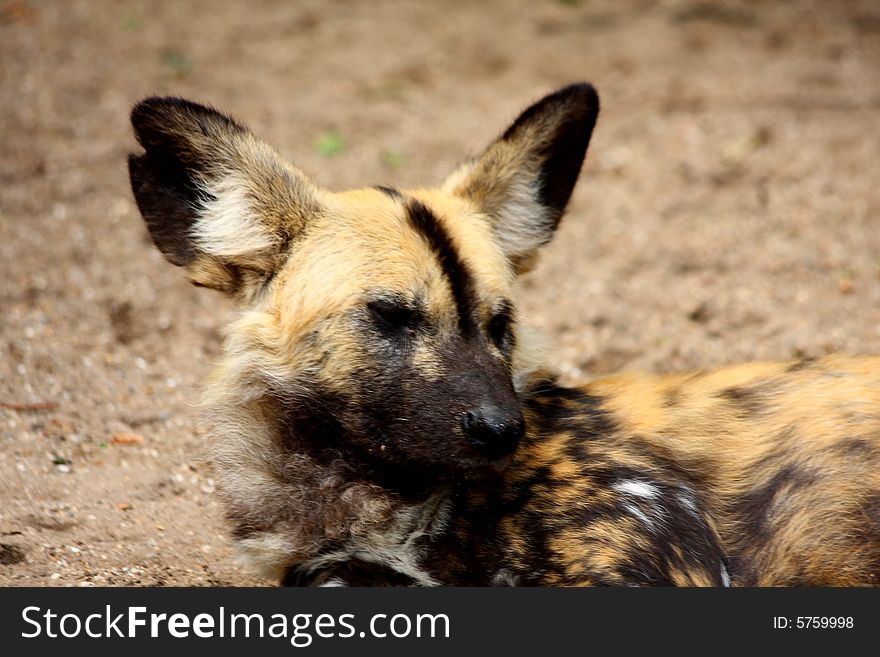 Photo of a African Wild (painted Dog). Photo of a African Wild (painted Dog)