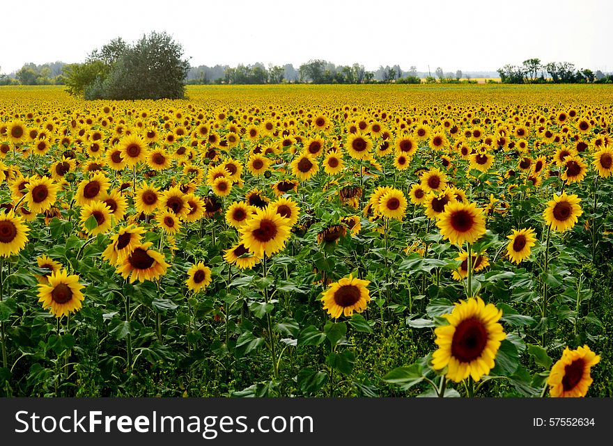 In Siberia grows much wild and horticultural berry. In Siberia grows much wild and horticultural berry