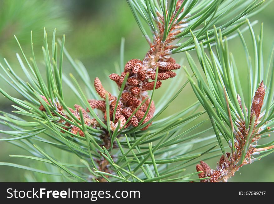 Male Pine Cone Pollen Bloom Among Needles