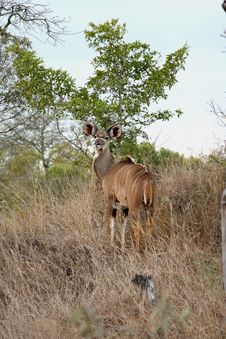Male Kudu Royalty Free Stock Photos