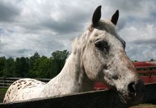Speckled White Palomino Stock Photography Speckled White Palomino Stock Photography