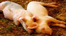 Sleeping Pigs Royalty Free Stock Images Sleeping Pigs Royalty Free Stock Images