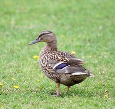 Wild Duck Stock Images Wild Duck Stock Images